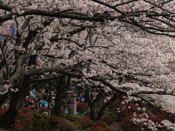 飛鳥山公園 東京櫻花