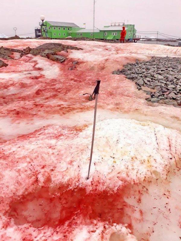 全球暖化致極地雪藻增生 南極雪地變一片血紅