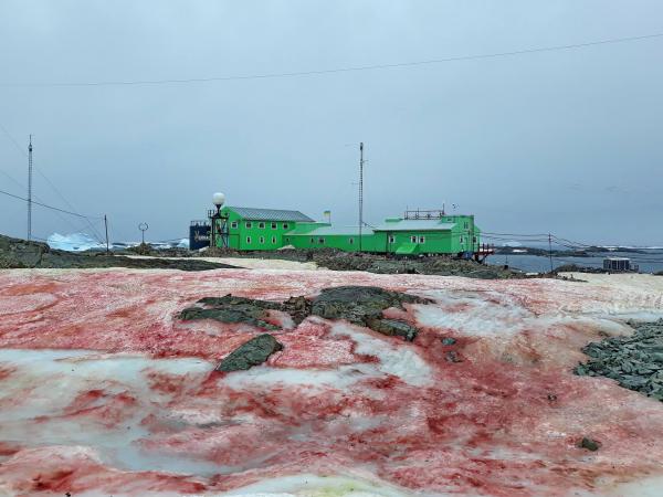 全球暖化致極地雪藻增生 南極雪地變一片血紅