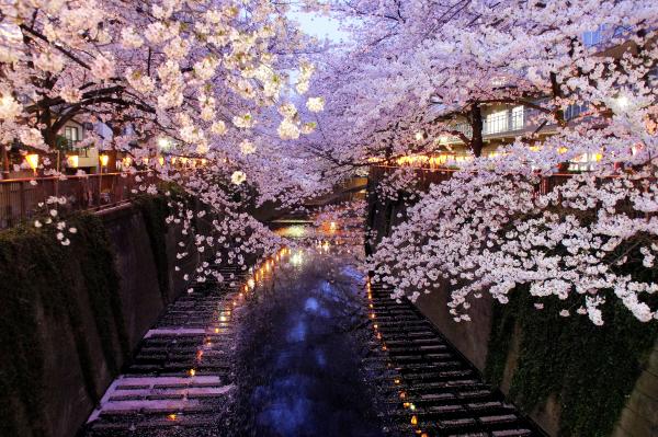 疫情肆虐日本多個櫻花祭取消 大阪造幣局櫻花大道停開、目黑川夜櫻取消