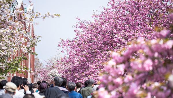 疫情肆虐日本多個櫻花祭取消 大阪造幣局櫻花大道停開、目黑川夜櫻取消