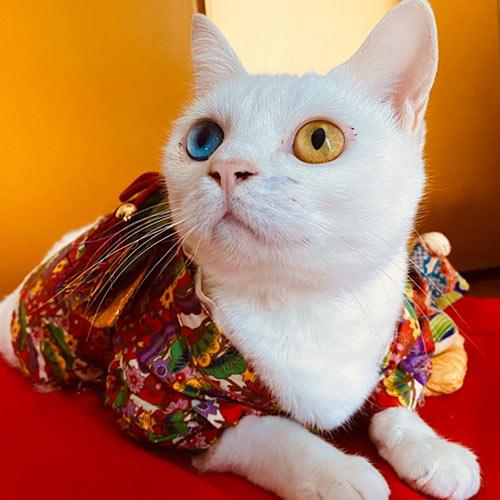 日本人票選2020年10大最受歡迎住宿看板貓排行 認識日本各地溫泉旅館、民宿人氣生招牌可愛貓咪