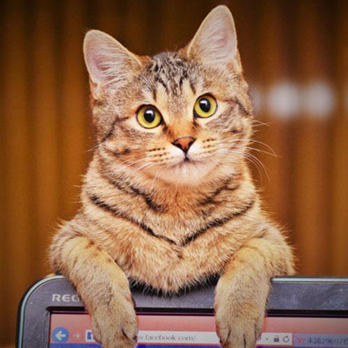 日本人票選2020年10大最受歡迎住宿看板貓排行 認識日本各地溫泉旅館、民宿人氣生招牌可愛貓咪