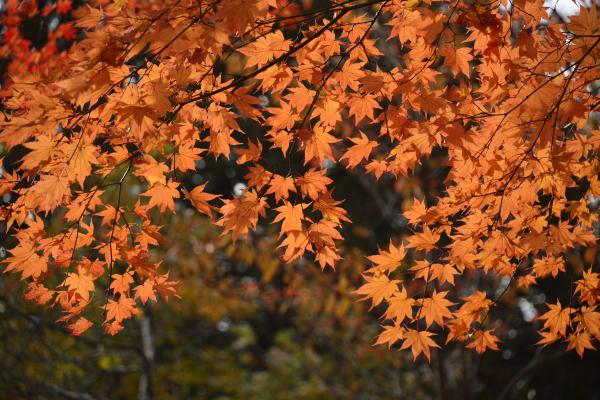 10大北海道人氣紅葉景點推薦 定山溪/大雪山/洞爺湖