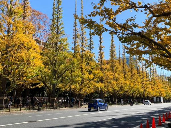 5大東京銀杏景點推介 國營昭和記念公園、明治神宮外苑金黃色隧道