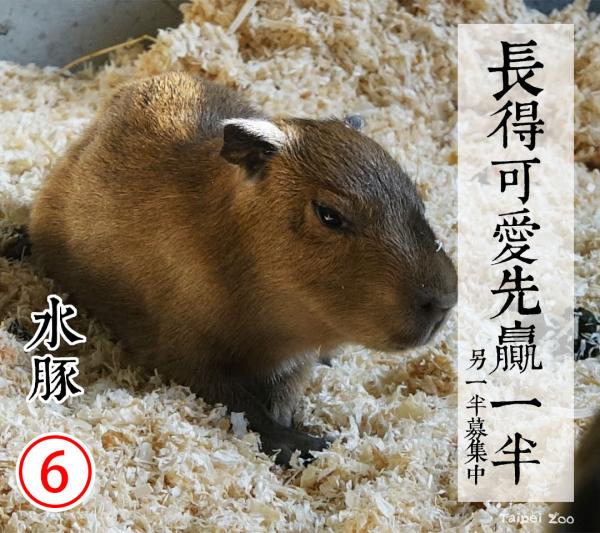 台北市立動物園園長選舉 超萌明星動物防疫政綱