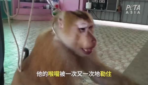 動保團體揭泰國馬戲團猴子訓練過程殘忍 被逼鐵圈箍頸學表演