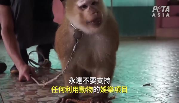 動保團體揭泰國馬戲團猴子訓練過程殘忍 被逼鐵圈箍頸學表演