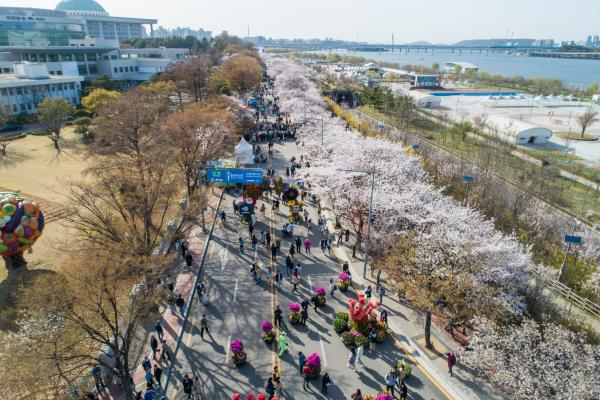 疫情肆虐影響韓國多個櫻花節慶 首爾汝矣島．鎮海軍港節首次取消！
