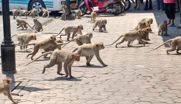 疫情影響無遊客餵 泰國過百餓猴為一條蕉衝上馬路混戰