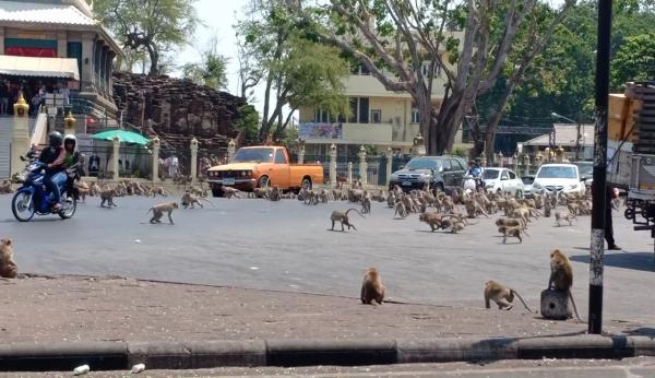 疫情影響無遊客餵 泰國過百餓猴為一條蕉衝上馬路混戰