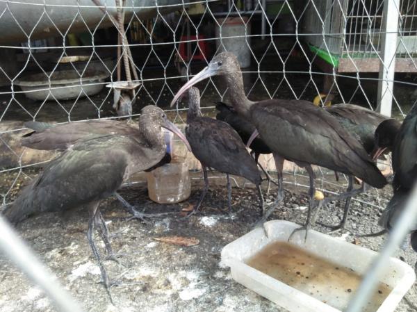 越南市場無視疫情售賣野味 雀鳥被縫眼折翼活生生煮熟