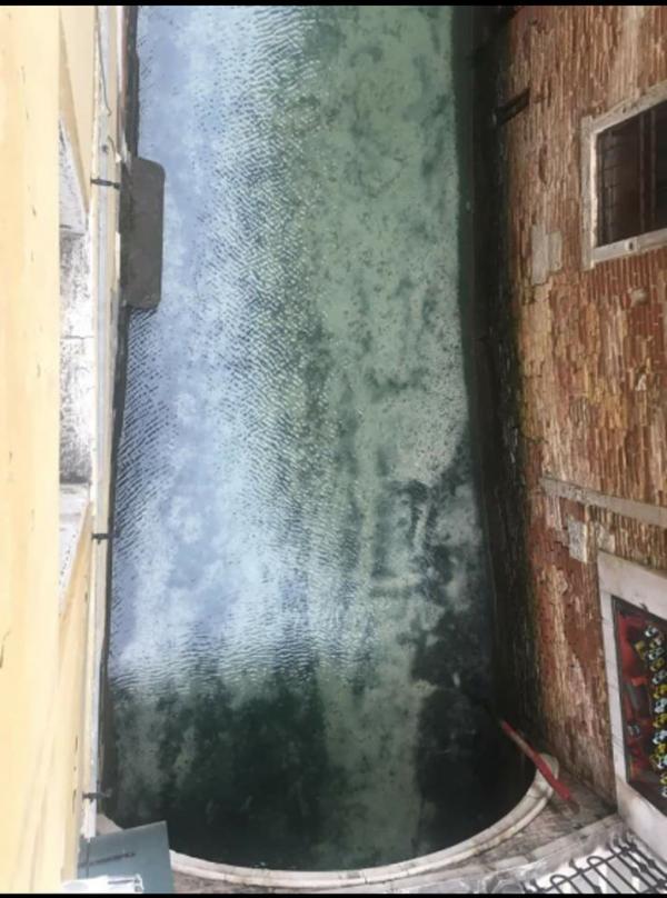 遊客銳減威尼斯運河變清澈可見魚群暢泳 網民：大自然重獲生機！