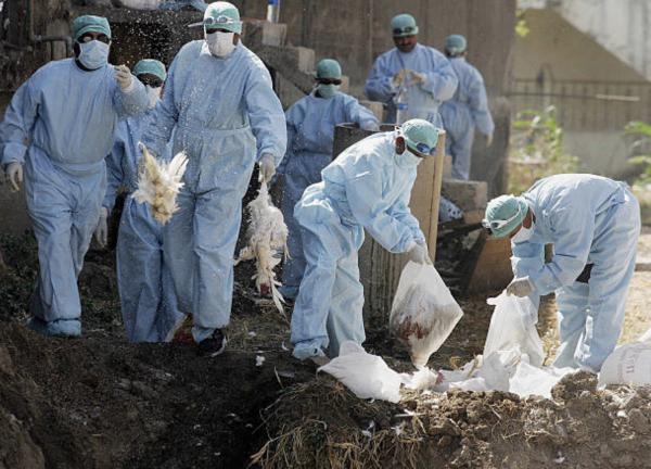 誤信「吃雞會感染新冠病毒」流言 印度農民殘忍活埋6,000隻雞