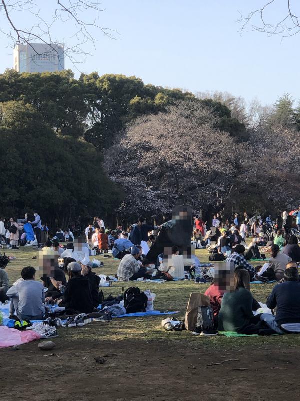 櫻花滿開日本民眾無懼疫情 照約朋友野餐賞櫻迫爆公園