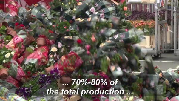 疫情下鮮花需求大跌 荷蘭單日銷毀過百萬朵鬱金香玫瑰