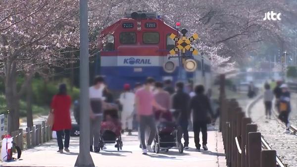 櫻花節慶取消仍難阻賞花人潮 4名韓國確診者曾訪著名賞花景點！