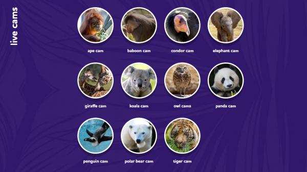 7間動物園開設網上直播！ 實時直擊可愛水獺、樹熊生活百態