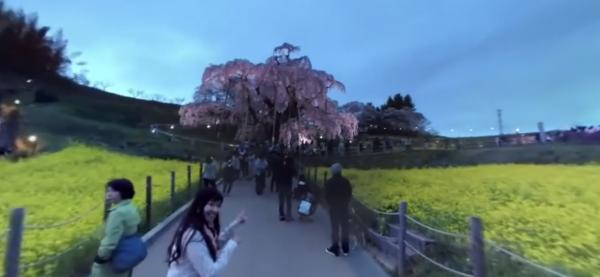 日本天氣網站設VR賞櫻功能 360度無死角睇東京、京都多個櫻花景點