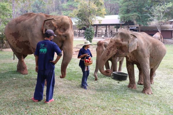 泰國遊客銳減大象重獲新生 有園區取消騎大象轉型生態保育