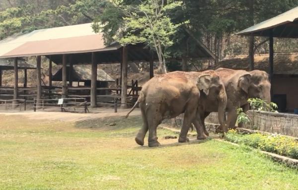 泰國遊客銳減大象重獲新生 有園區取消騎大象轉型生態保育