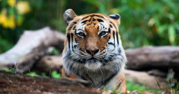 美國動物園老虎確診新冠肺炎 疑被無症狀保育員傳染