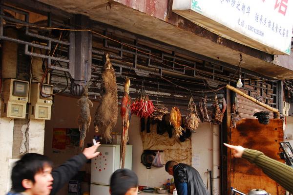 深圳市通過《禁食野生動物條例》 正式立法禁食貓狗！