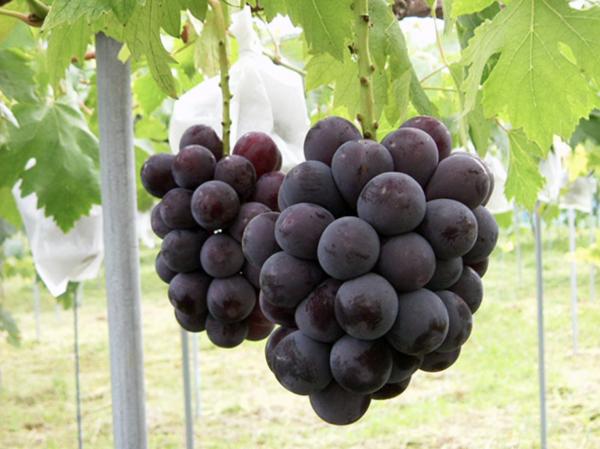 日本、台灣直送！5大本地網購水果店推介低至5折 熱爆牛奶果/愛文芒/靜岡蜜瓜