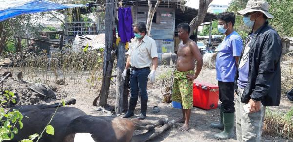 泰國爆非洲馬瘟致過百馬匹死亡 9成死亡率 死前流血淚！