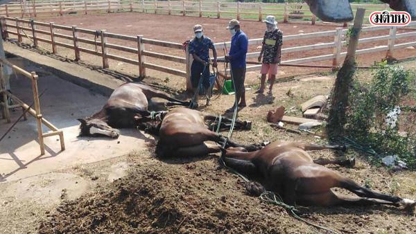 泰國爆非洲馬瘟致過百馬匹死亡 9成死亡率 死前流血淚！