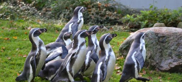 德國動物園財困疑以園內動物作餵飼 列出可安樂死屠宰物種名單！