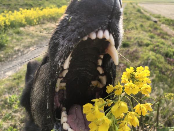 日本網民替花朵拍美照受阻 狗狗突然亂入把花一口吃掉成話題