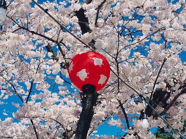 期間也有許多小吃攤出來擺攤,您可以在樹下或公園的桌子上享用食物並欣賞櫻花。 日本東北仙台10大櫻花景點 約定明年出發再賞櫻!