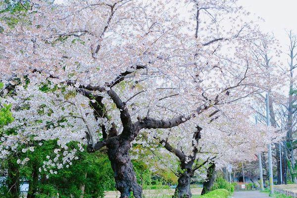 日本東北仙台10大櫻花景點 約定明年出發再賞櫻！