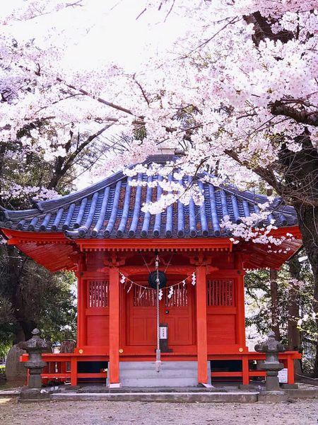 歷年的櫻花盛開時間是4月中旬 日本東北仙台10大櫻花景點 約定明年出發再賞櫻!