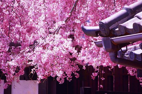 日本東北仙台10大櫻花景點 約定明年出發再賞櫻！