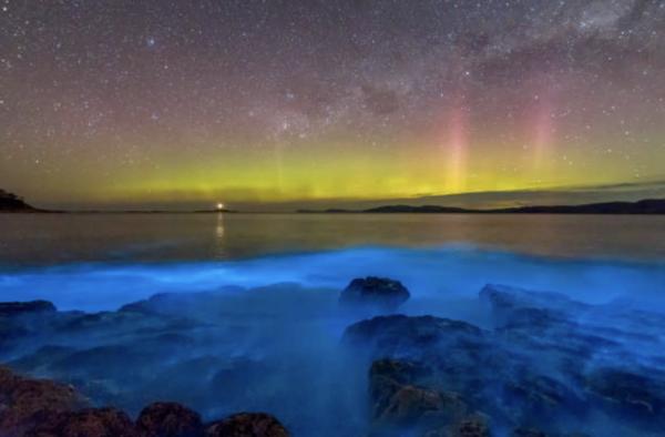 美國加州現罕見藍色螢光海浪 科學家：美麗背後或有大量生物死亡