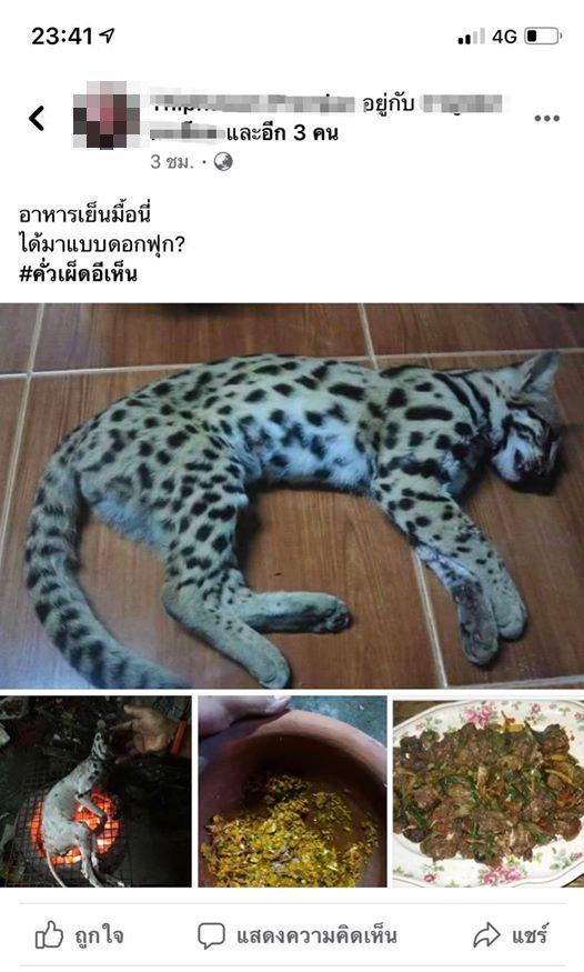 泰國女炫耀烹調豹貓過程 「這是我的晚餐 辣炒豹貓」