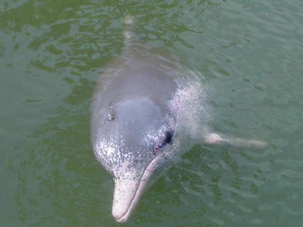 內地傳研究中華白海豚藥用價值 「取出肝臟提煉成肝油」！