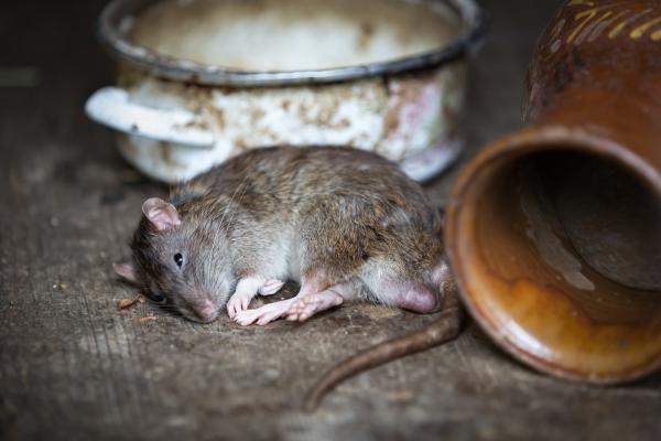 美國數百餐廳關閉致老鼠缺糧 自相殘殺甚至吃下幼鼠！