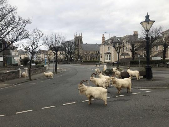 英國實施居家令人跡罕至 綿羊群佔據快餐店！