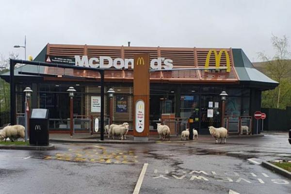 英國實施居家令人跡罕至 綿羊群佔據快餐店！