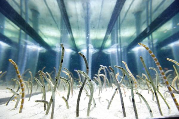 日本花園鰻太久沒見人怕生縮沙 水族館開直播：請揮手令牠們記起人類