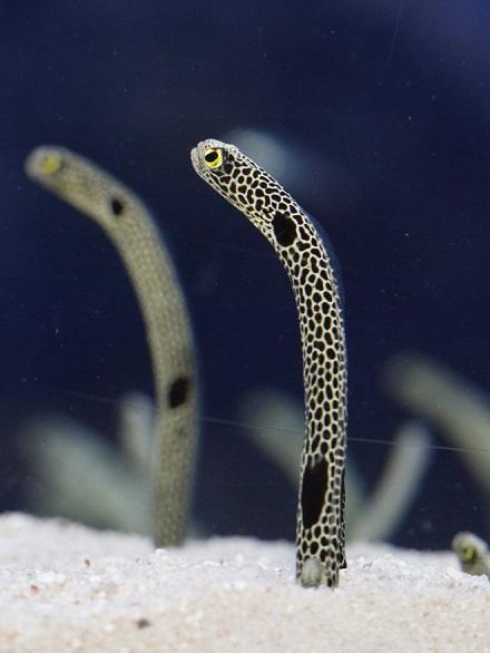 日本花園鰻太久沒見人怕生縮沙 水族館開直播：請揮手令牠們記起人類