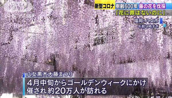 疫情下避免旅客蜂擁賞花 福岡600年樹齡紫藤花全部被剪