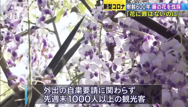 疫情下避免旅客蜂擁賞花 福岡600年樹齡紫藤花全部被剪