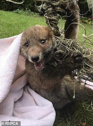 英國封城後虐待動物個案暴增 氣槍射死天鵝／燒焦貓屍現燒烤架！