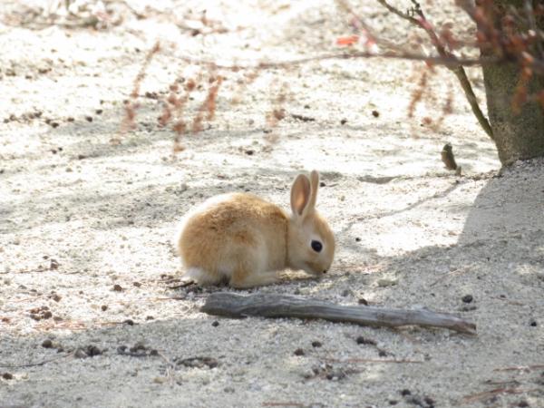 日本受疫情影響遊客大減 大久野島兔仔無人餵陷糧荒