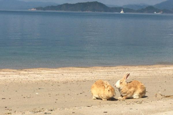 日本受疫情影響遊客大減 大久野島兔仔無人餵陷糧荒