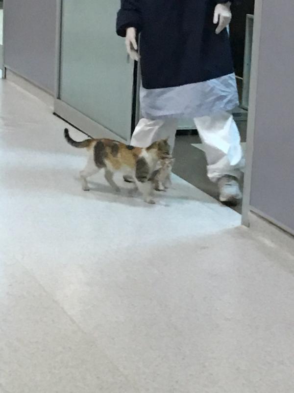 流浪貓叼貓仔衝去醫院睇症 土耳其醫護急上前照顧超暖心
